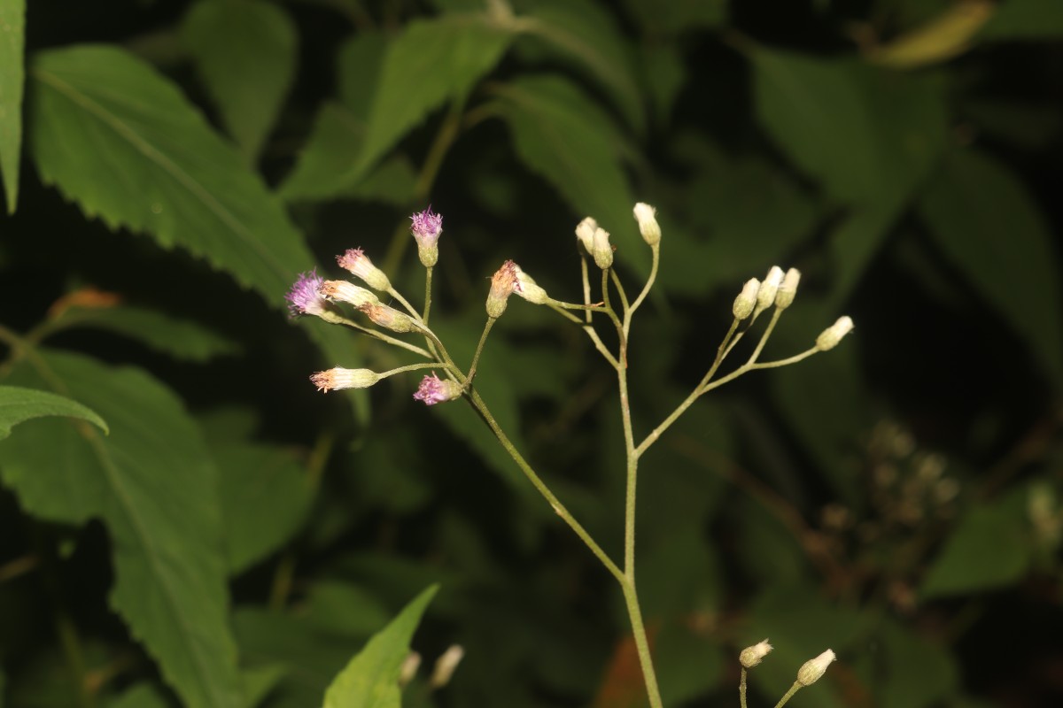 Cyanthillium hookerianum (Arn.) H.Rob.